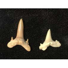 Fosilní žraločí zub